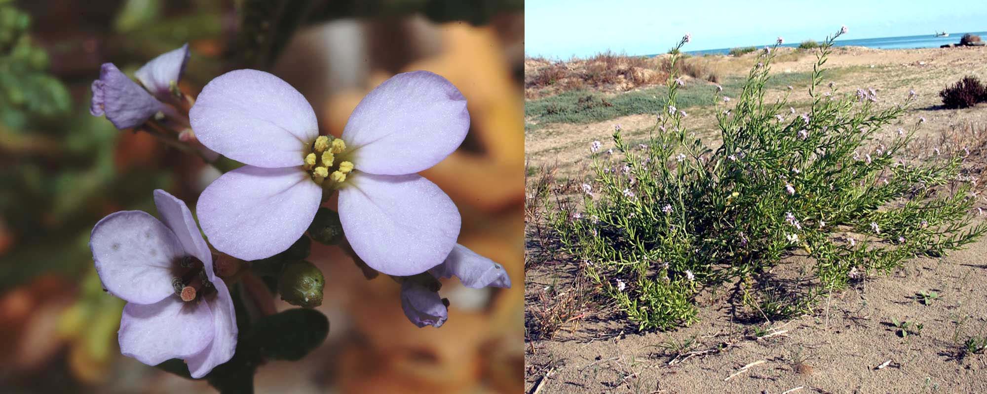 Flora delle dune